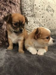 Stunning Quality Chihuahua Puppies For homing
