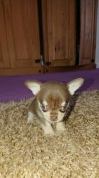 Gorgeous Tiny Chihuahua Puppies For Sale