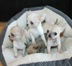 Beautiful Chihuahua Pups Ready