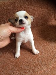 Adorable Mini Chihuahua Puppies Available