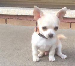 Chihuahua male and female puppies