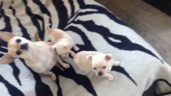 Stunning Chihuahua Puppies