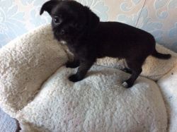 Cutest Black Chihuahua/shih Tzu Male Pup,text on(xxx) xxx-xxx2