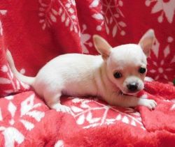 Micro Mini Chihuahua Puppies