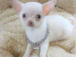 lovely Chihuahua puppies Available