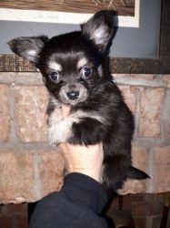 Chihuahuas for Sale