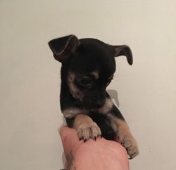 Kc Reg Chihuahua Puppies available for rehoming