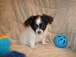Smooth-coat Chihuahua Puppies for sale