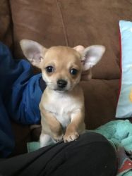 Adorable Chihuahua for Adoption.