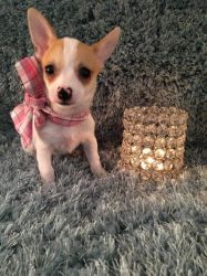 Adorable Female TeaCup Chihuahua Puppy Available