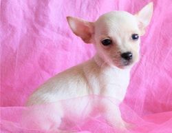 Chihuahua Puppies male and female available