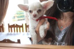 Stunning Kc registered Chihuahua Puppies