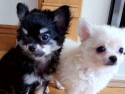 Long Coat Chihuahua Puppies For Sale
