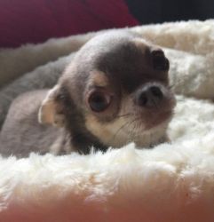 Chihuahua Exquisite, Kc Registered