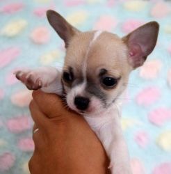 Kc Reg Lh Chocolate Pedigree Chihuahua Puppies