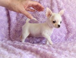 Beautiful Chihuahua Puppies for Re-homing