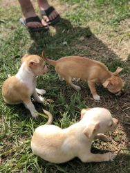 Toy Chihuahua Puppies