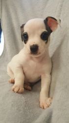 Rehoming Chihuahua puppies