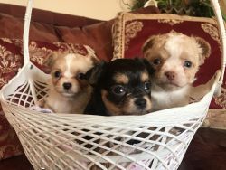 CKC Long haired chihuahua puppies
