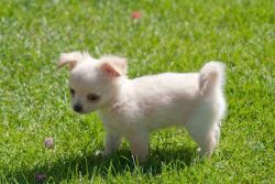Deal: Adorable Longhaired Chihuahua's Puppies for sale