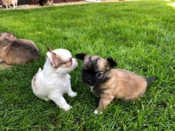 adorable chihuahua puppies for rehomed