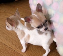 ** Only 2 Left** 7 Tiny Kc Chihuahua Puppies
