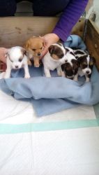 sweet chihuahua puppies for sale
