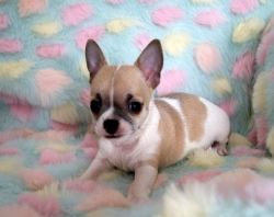 Fully Vac Lilac Chihuahua Puppies
