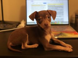 Tiny Gorgeous Male Chihuahua