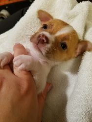 Chihuahuas puppies for sale