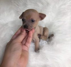 cute chihuahua puppies ready for a new home