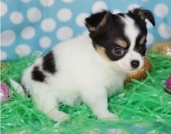 Beautifull Chihuahua Puppies looking for new homes