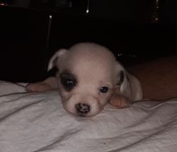 cute Chihuahua pups