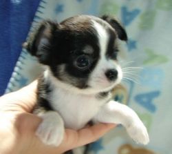 Adorable Chihuahua puppy for re homing