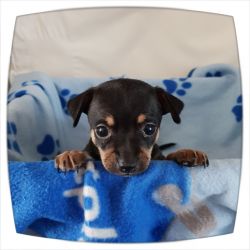Stunning Chihuahua Pups **ready To Go **