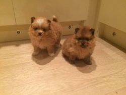 Beautiful Chow Chow Puppies ready for adoption