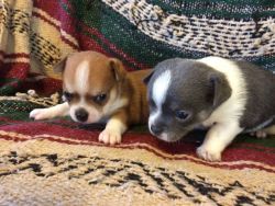 REGISTERED CHIHUAHUA PUPPIES