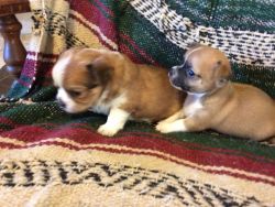 CHIHUAHUA PUPPIES, REGISTERED