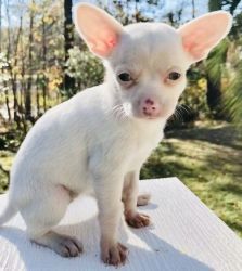 Solid White Male and Female Chihuahua Puppies