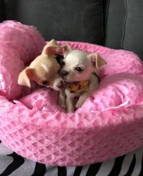 Tiny Chihuahua Puppies Available Now