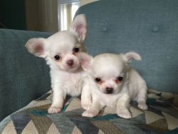 Male and female Chihuahua puppies