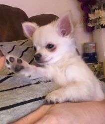 happy cheeky Chihuahua Puppies Available