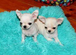 2 Lovely Chihuahua puppies need a home whatsapp:+1 xxx-xxx-xxxx
