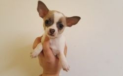 Tiny Little Pocket Chihuahua Puppies text (xxx) xxx-xxx7
