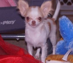 Extremely Tiny little male Chihuahua Pups text (xxx) xxx-xxx7