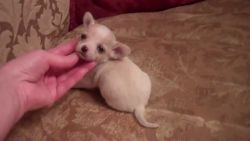 Teacup Chihuahua Puppies Sale