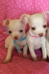 Chihuahua puppies need go homes