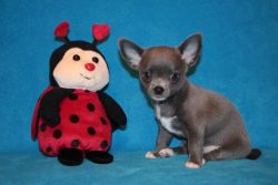 Beutifull Chihuahua Puppies for Rehoming