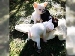 Cute Chihuahua puppies now ready.