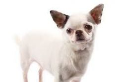 Chihuahua a